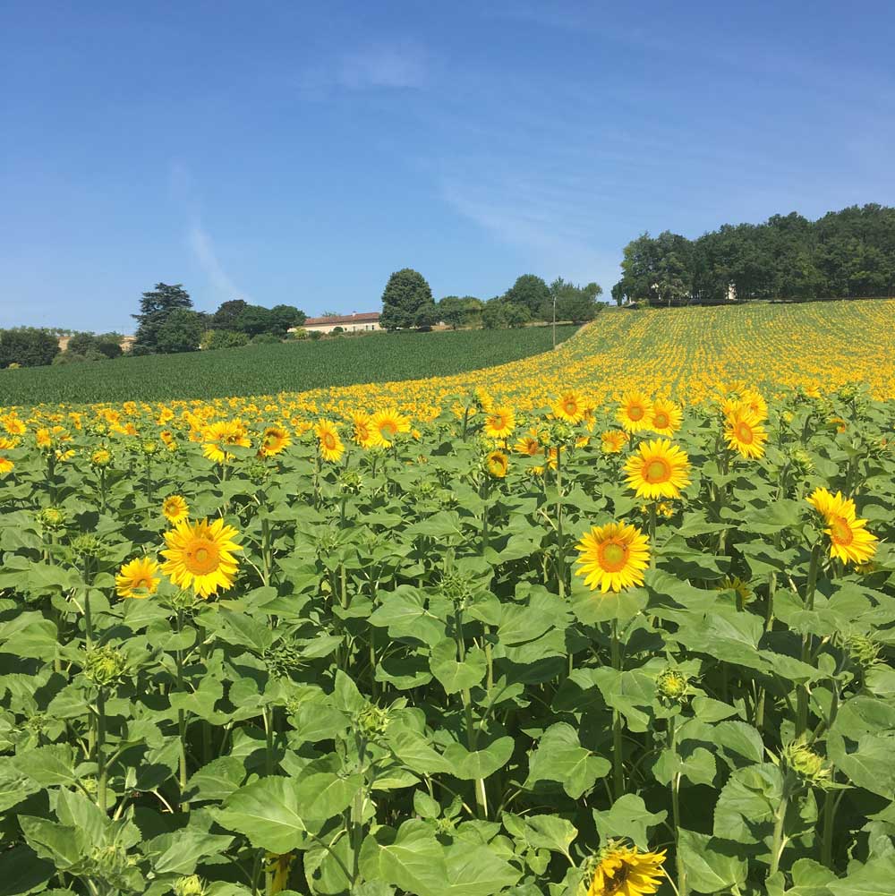 sunflower-fields